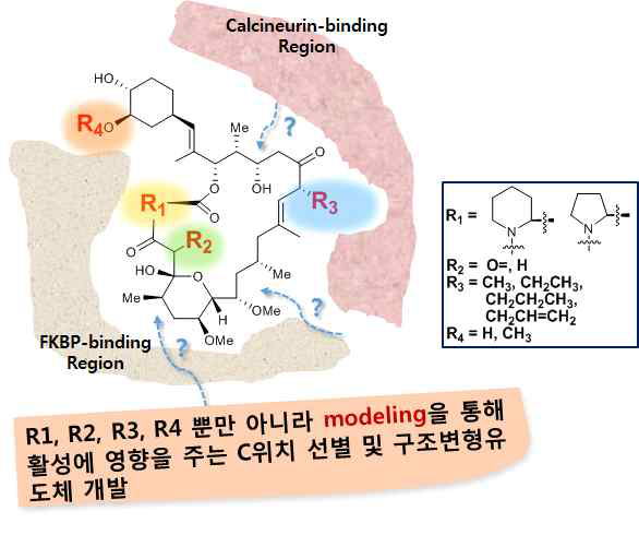 FK506의 결합모델과 본 연구에서 목표로 하는 구조변형 전략