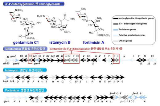 Gentamicin의 3’,4’-dideoxygentaion관련 생합성 후보 유전자 7종 선별