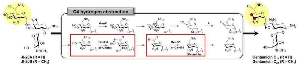 Gentamicin C의 3’,4’-dideoxygentation 관련 생합성 유전자 선별을 통한 생합성 경로 예측