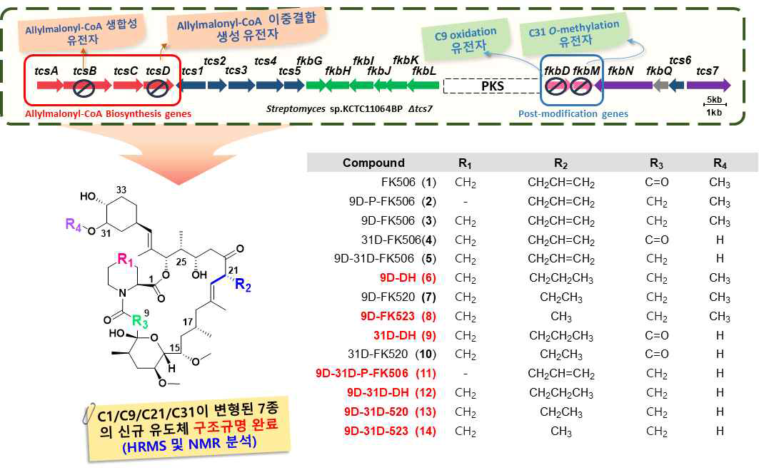 C1 pipecoline/C9 oxo/C21 side chain/C31 methoxy 변형을 조합한 FK506 유도체들의 구조분석 결과