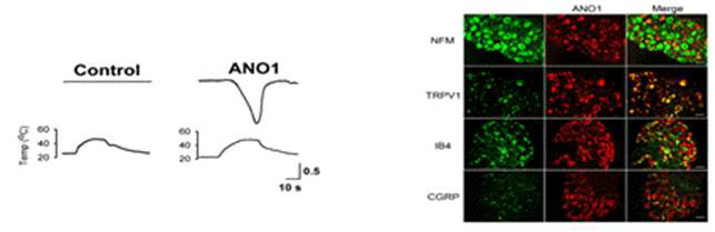42℃이상의 열 자극에 의해 ANO1이 활성화되며, 세포내 ANO1의 발현이 기존의 열자극수용체로 알려진 transient receptor potential cation channel subfamily V member 1 (TRPV1)와 매우 높게 co-localization됨