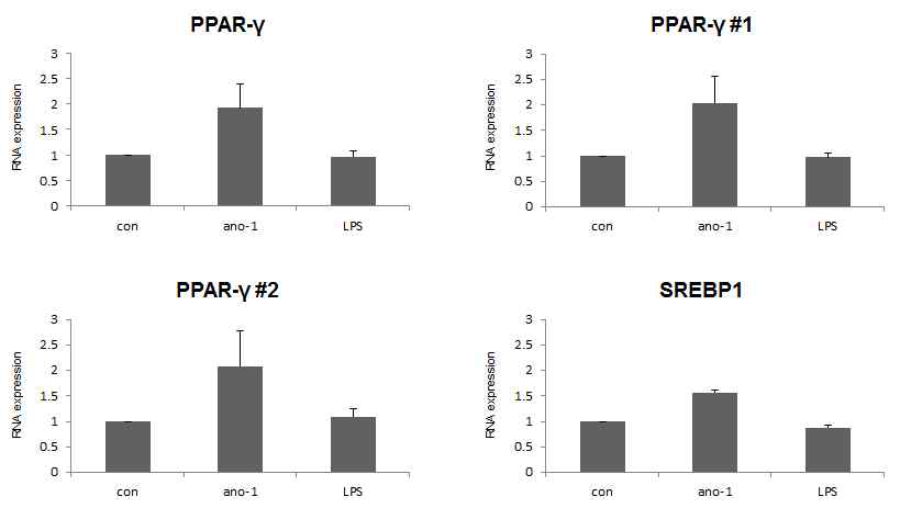 ANO1유발 후 PPAR-γ와 SREBP-1의 단백질발현