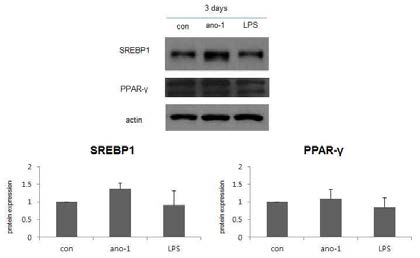 Lipid synthesis markers Western blot