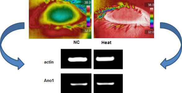 마이봄샘기능이상 동물모델에서 열 자극에 의한 ANO1의 발현 확인