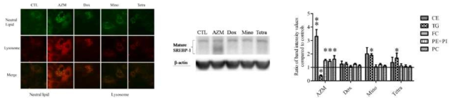 Azithromycin은 분화 후 인간유래마이봄샘상피세포주에서 세포내 neutral lipid 와 리소좀을 유의하게 증가시켰음. Azithromycin의 differentiative action은 Lipogenesis관련 인자로 알려진 sterol regulatory element–binding protein 1 (SREBP-1)의 발현증가와 관련이 있음