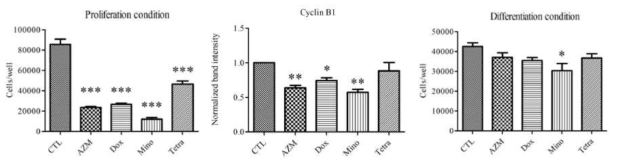 Azithromycin, doxycycline, minocycline, tetracycline 은 분화 전 인간유래마이봄샘상피세포주에서 세포수를 유의하게 감소시키며, minocycline 은 분화 후 인간유래마이봄샘상피세포주에서 세포수를 유의하게 감소시킴. Azithromycin, doxycycline, minocycline의 항증식효과는 cyclin B1의 유의한 감소와 연관성이 있음