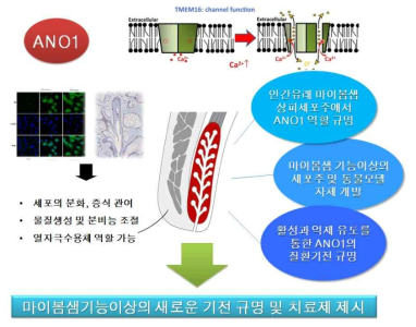 마이봄샘기능이상에 대한 ANO1의 연구방향 모식도