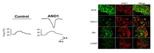 42℃이상의 열 자극에 의해 ANO1이 활성화되며, 세포내 ANO1의 발현이 기존의 열자극수용체로 알려진 transient receptor potential cation channel subfamily V member 1 (TRPV1)와 매우 높게 co-localization됨