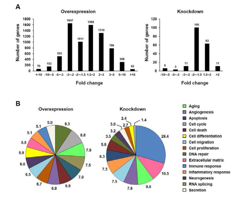 GRP/Ucma 과발현 혹은 knockdown된 MC3T3-E1 세포에서 특이적으로 발현되는 유전자의 기능적 분류. 각 세포에서 GRP/Ucma 유무에 의해 변화하는 유전자의 수 (A)와 기능에 따른 Gene ontology 분석 (B)