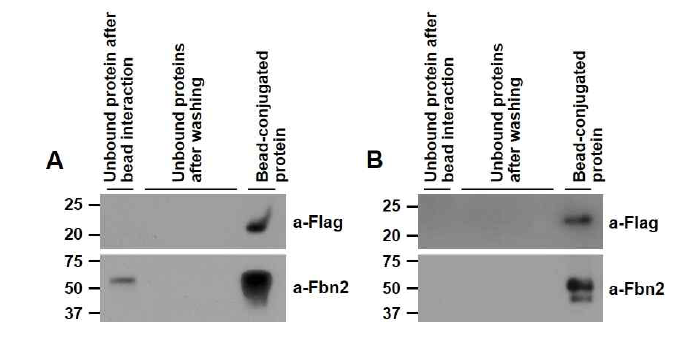 Flag-tagged GRP/UCMA와 GST-FBN2과의 결합 여부 확인. (A) Bead에 결합된 GRP/UCMA에 FBN2가 결합하는지, (B) Bead에 결합된 FBN2에 GRP/UCMA가 결합하는지를 pull down assay로 확인함