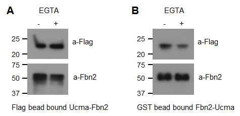GRP/Ucma와 Fbn2 단백질의 직접적인 결합에 있어 칼슘 관련성 확인 (A) Flag bead에 결합된 GRP/Ucma와 결합하는 Fbn2 (B) GST bead에 결합된 Fbn2와 결합하는 GRP/Ucma