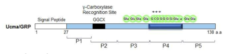 GRP/Ucma 단백질 구조 및 합성된 펩타이드 위치