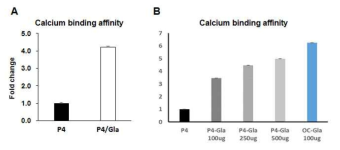 GRP/Ucma 펩타이드의 칼슘 결합력