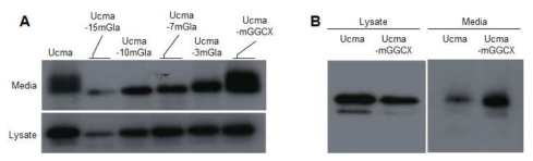 Mutagenesis된 Ucma/GRP 단백질의 발현