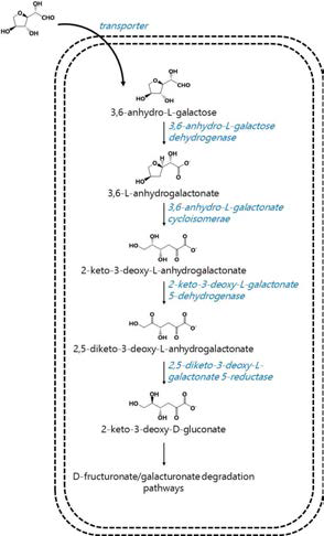 Confirmation of AHG metabolism through the formation of anhydrogalactonate intermediate metabolite