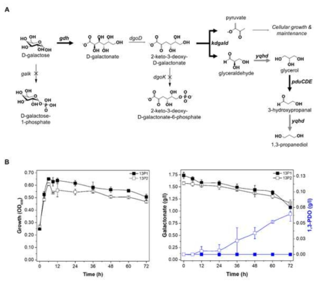 The non-phosphorylative DD pathway for 1,3-PDO production (A) and fermentation profiles (B) of constructed strains. filled – 13P1; open – 13P2
