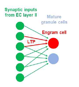 EC와 mGC를 잇는 시냅스 연결에서 나타나는 LTP를 통해서 엔그램세포가 생성됨