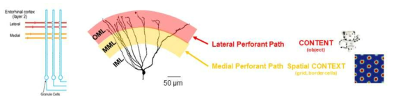 감각정보를 담은 lateral perforant pathway(PP)와 공간정보를 담은 medial PP는 mGC dendrite의 distal region으로 들어감