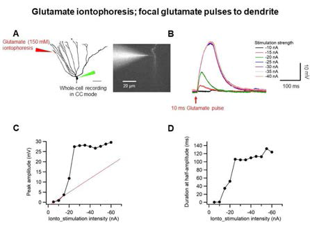 Glutamate iontophoresis를 이용하여 GC의 dendrite에 glutamate을 systematic하게 injection하여 all-or-none plateau potential 발생을 확인함