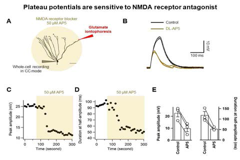 Glutamate iontophoresis에 의해 발생하는 Plateau potential은 NMDA receptor antagonist인 AP5에 의해서 사라짐