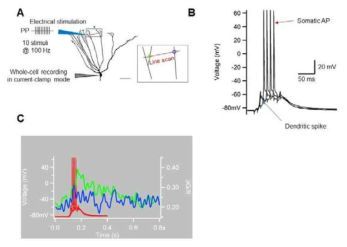 과립세포에서 나타나는 branch-specific Ca2+ response