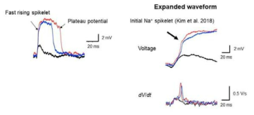 NMDAR-dependent plateau potential는 spike-chain mechanism에 의해서 순차적으로 발생함.