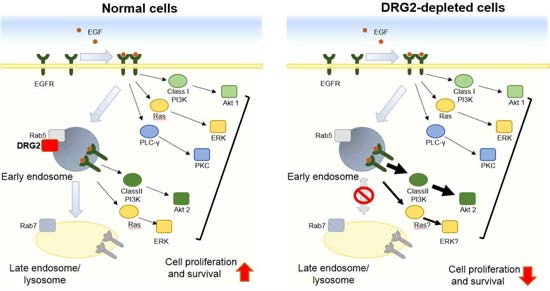 DRG2에 의한 EGFR 신호 조절 기작을 설명하는 model