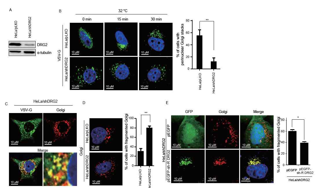 DRG2 knockdown induces Golgi fragmentation. (A) Western blot analysis of the DRG2 expression in HeLa/pLKO and HeLa/shDRG2 cells. (B) Control and DRG2-knockdown HeLa cells were transfected with VSV-G ts 045-GFP and incubated at 40.5ºC for 16 h. After further incubation with 100 μM cycloheximide for 30 min, cells were shifted to 32ºC, incubated for indicated time period (chase). Nuclei were stained with DAPI (blue). (C) Control and DRG2-knockdown HeLa cells were cotransfected with VSV-G ts 045-GFP and tdTomato-Golgi-7 and incubated at 40.5ºC for 16 h. After further incubation with 100 μM cycloheximide for 1 hour, cells were shifted to 32ºC and incubated for 15 min. Representative confocal microscopic images of cells. (D)DRG2 knockdown results in a fragmented Golgi phenotype. (E) Ectopic expression of DRG2 rescues Golgi structure in DRG2-knockdown cells