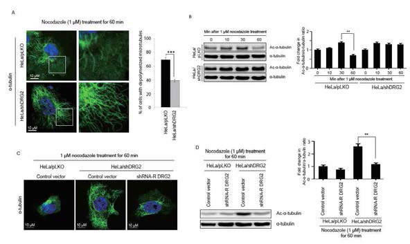 Perinuclear MTOC formation and microtubule dynamics are inhibited in DRG2-knockdown cells. (A) Representative confocal images of control and DRG2-knockdown Hela cells expressing EB1-GFP. The asterisk (*) marks the position from which the growing plus ends originate. EB1-EGFP comet tracks were recorded using plusTipTracker software. (B) Time series of EB1-GFP comets in the boxed region of (A). Each colored arrow follows a single EB1-GFP comet. Arrows indicate direction of EB1 migration. Microtubule nucleation events (C) and speed of GFP-EB1 puncta (D) were measured in control and DRG2-knockdown Hela cells. (E, F) Ectopic expression of DRG2 rescues formation of perinuclear MTOC in DRG2-knockdown cells. (E) DRG2-knockdown HeLa cells were co-transfected with EB1-GFP and control vector or shRNA-resistant DRG2 constructs. (F) DRG2-knockdown HeLa cells were transfected with control vector or shRNA-resistant DRG2 constructs. Control and DRG2-knockdown HeLa cells were (G) stained with anti-α-tubulin and anti-GM130 antibodies or (H) co-transfected with EGFP-α-tubulin-GFP and tdTomato-Golgi-7. (I) Time series of Golgi vesicles migration in the boxed region of (H). Each colored arrow follows a single Golgi vesicle. Graph in (G) indicates the percentage of cells with fragmented Golgi