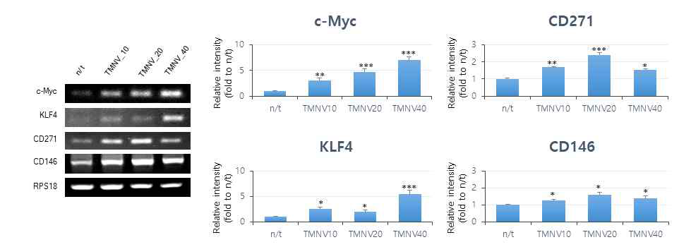 TMNV을 처리한 그룹에서 모두 줄기세포능에 관련된 마커 유전자들이 음성대조군과 유의적인 차이를 보이며 증가함. 따라서 TMNV이 노화된 줄기세포의 줄기세포능 향상에 효과적임을 알 수 있음. (음성대조군과의 유의차 : *p<0.01, **p<0.01, ***p<0.001)