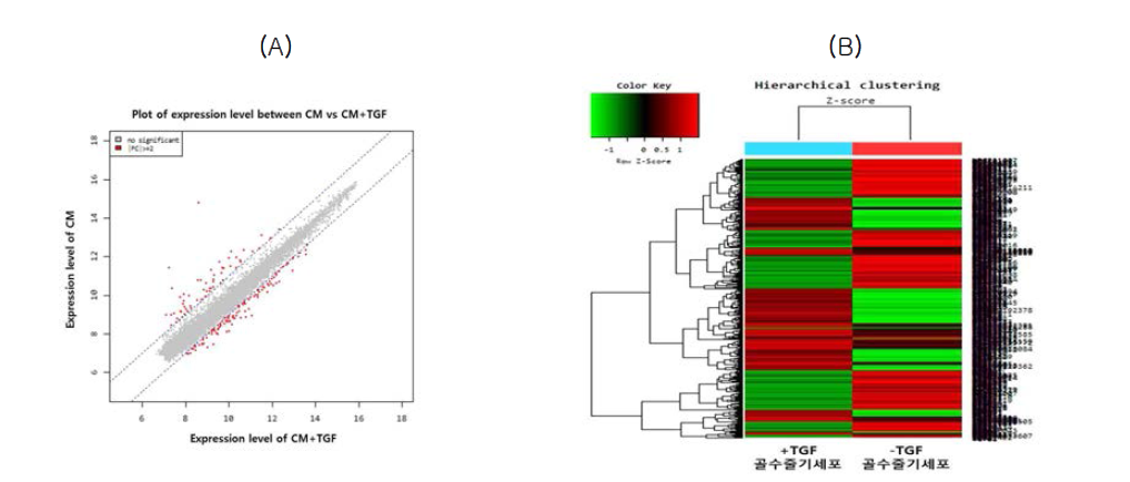 연골분화 유도 전·후 골수줄기세포의 gene expression profiling 비교 분석. 발현량 비교 분석(A), Hierarchical clustering 비교 분석(B)