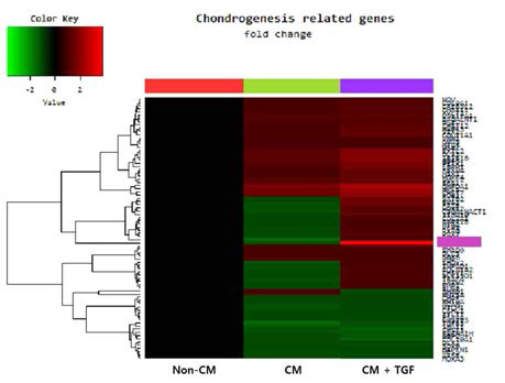 TGF-beta3 처리한 골수줄기세포와 TGF-beta3를 처리하지 않은 골수줄기세포 사이에서 연골분화와 관련된 116개 유전자들의 Hierarchical Clustering 결과