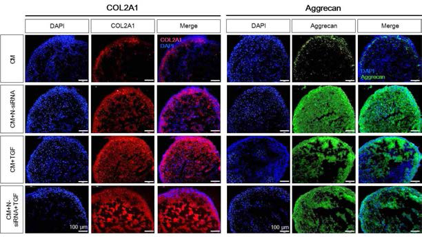 N-siRNA 처리 후 골수줄기세포 pellet에서 연골분화 효율 비교 평가. 연골분화 marker인 col2a1, aggrecan에 대한 IHC 결과