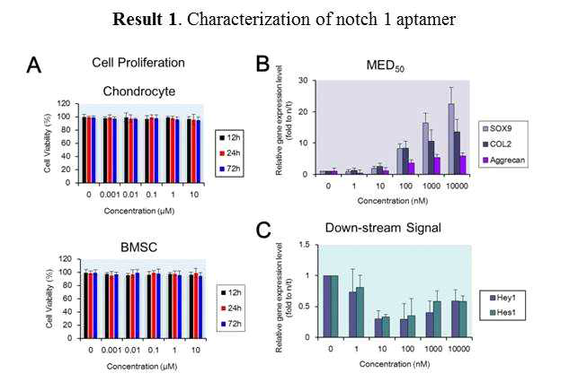 Characterization of notch 1 aptamer A:세포독성평가, B:MED50 결정, C:세포 내 기능성 평가