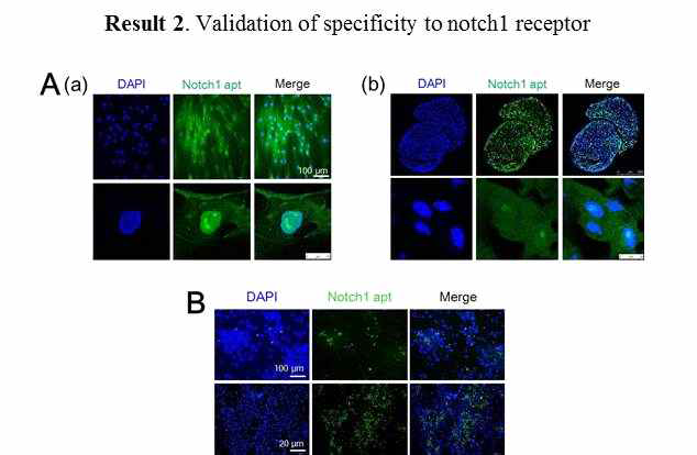 Validation of specificity to notch 1 aptamer, A: fluorescence-labeled Notch 1 aptamer-treated human MSC (monolayer) , B: fluorescence-labeled Notch 1 aptamer-treated human MSC (3D spheroid), C: fluorescence-labeled Notch 1 aptamer-treated rat neural precursor cells