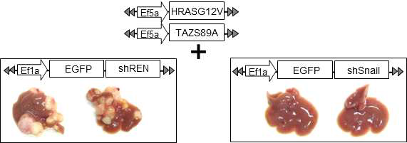 YAP/TAZ 유전자와 RAS 유전에 의해 발생하는 간암에서 Snail 의 knock-down을 통해 나타나는 간암발생 억제 효과