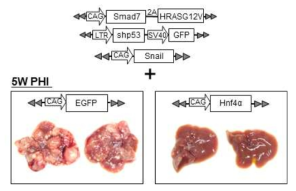 Snail 과발현으로 간암이 발생하는 간암모델에서 HNF4a를 발현시킬 경우 간암이 억제 됨