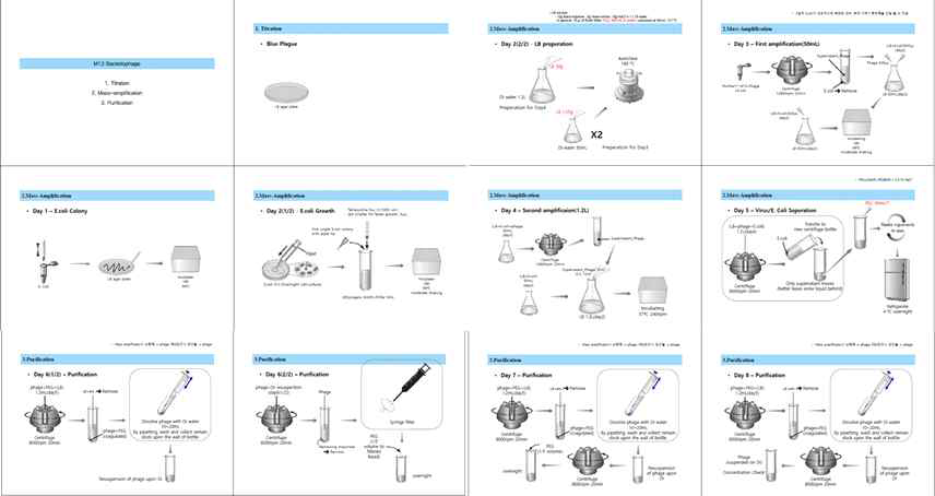 최적화된 박테리오파지 대량생산 공정 및 정제 공정 프로토콜