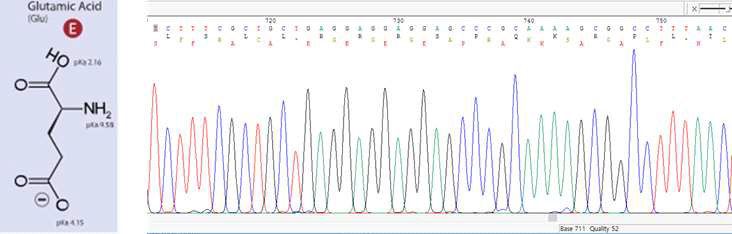 유전자 재조합 과정을 통해 만들어진 표면 개질이 변화된 M13 박테리오파지의 DNA Sequencing 결과