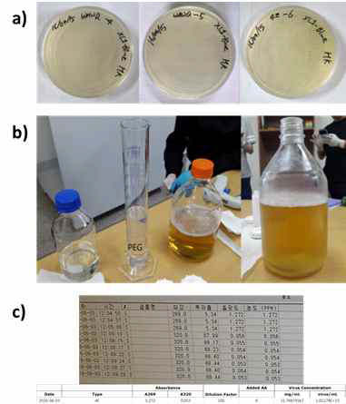 a) M13 박테리오파지 Blue Plaque b) 대량생산된 M13 박테리오파지 용액 c) 농축된 박테리오파지 농도측정