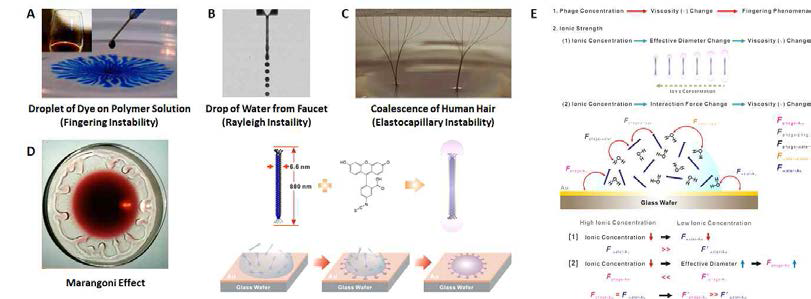 마이크로 구조 형성 메카니즘 A.손가락모양의 불안정성 (Fingering Instability) B. 레일리 불안정성 (Rayleigh Instability) C. 탄성모세관 불안정성 (Elastocapillary Instability) D. 마란고니 효과 (Marangoni Effect) E. 박테리오파지의 마이크로구조 형성 메커니즘