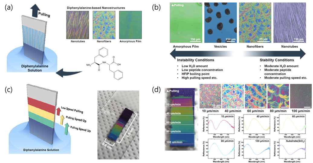 펩타이드 자기조립체 기반 나노구조 (a)Pulling 기법을 이용하여 형성된 다양한 형태의 다이페닐알라닌 기반 나노구조 (b)외부 조건을 통해 제어된 다이페닐알라닌 나노구조 (c)다이페닐알라닌 나노파이버 기반 구조색 기판 (d)동영학적인 요소를 통해 제어된 다이페닐알라닌 구조색 기판 및 스펙트럼 분석