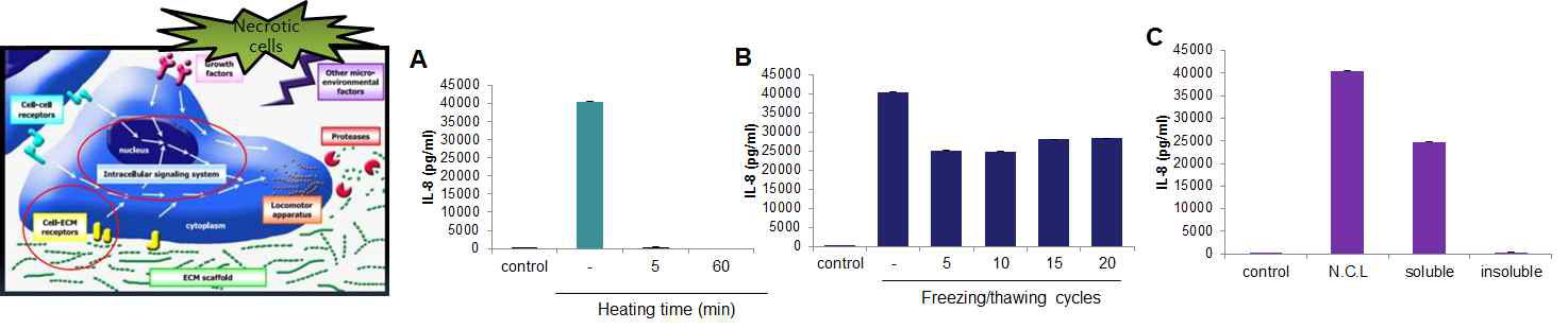 Agitation, freezing/thawing, heating 처리 괴사세포에 노출된 암세포의 케모카인 분비능 분석