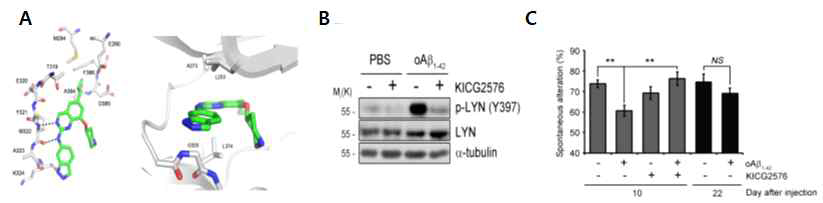 Lyn inhibitor발굴(A), 활성억제(B), AD model에서 기억력 조절 (C)