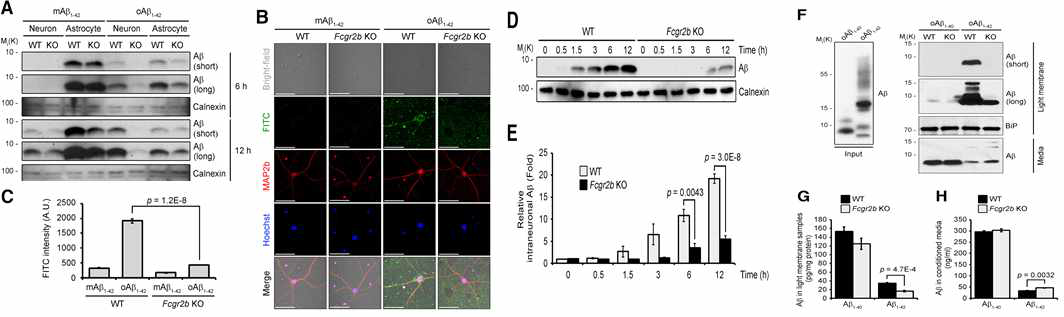 FcgRIIb에 의한 oligomeric Abeta42의 neuronal uptake(A-E)와 선택성 비교(F,G)