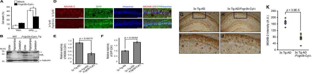 AIMP KO 3x-AD 쥐 cortex에서 iAbeta(A-F), amyloid plaque감소(G-K)