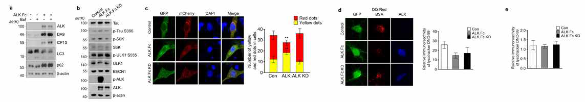 AD 인자 RTK 활성이 lysosomal dysfunction(D,E)을 유도하고 autolysosome의 malfunction(C)과 tau를 축적(A,B)