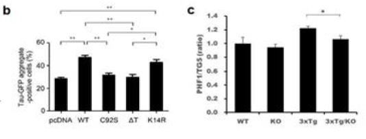 E2X proteasome, tau 응집조절