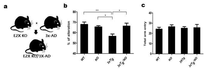 E2X/3X-AD mice 제조 및 Y-maze test