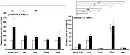 PSMD5 KO에서 P‘some활성 증가